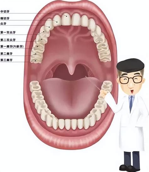 牙齒數量命運|看牙齒知未來命運